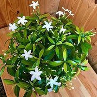 Crepe Jasmine Single Head
