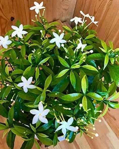 Crepe Jasmine Single Head