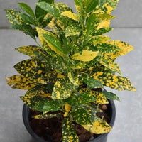Croton (Gold Dust)