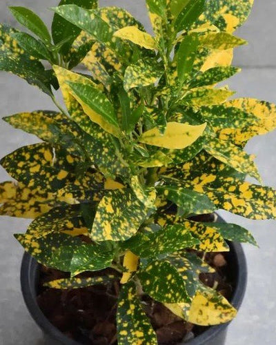Croton (Gold Dust)