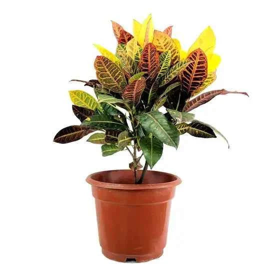 Croton (Codiaeum Variegatum)