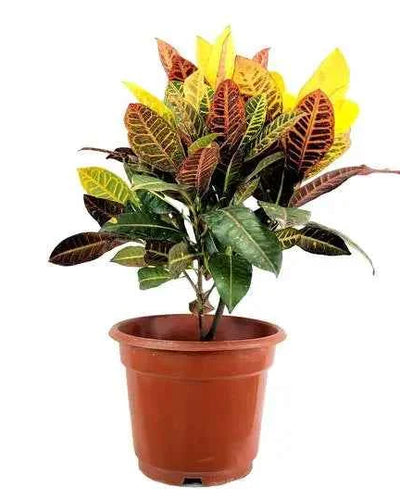 Croton - Codiaeum Variegatum