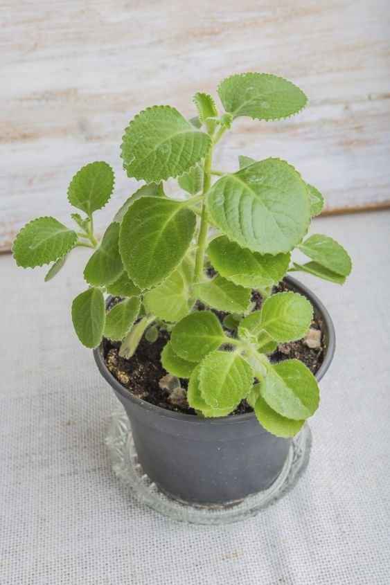 Cuban Oregano Herb – Ajwain