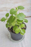 Cuban Oregano Herb – Ajwain