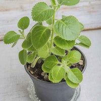 Cuban Oregano Herb – Ajwain
