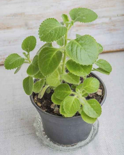 Cuban Oregano Herb – Ajwain