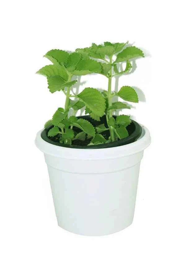 Cuban Oregano Herb – Ajwain