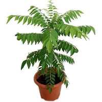 Curry Leaves