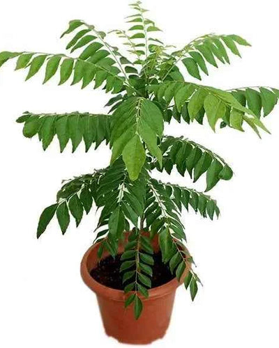Curry Leaves