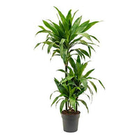 Dracaena Fragrans Janet Craig