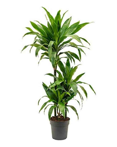 Dracaena Fragrans (Janet Craig)