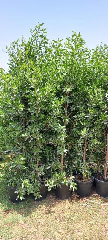 Damas Tree: Discover Nature's Beauty in Your Backyard – Souq Garden