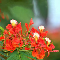 Royal Poinciana – Delonix Regia
