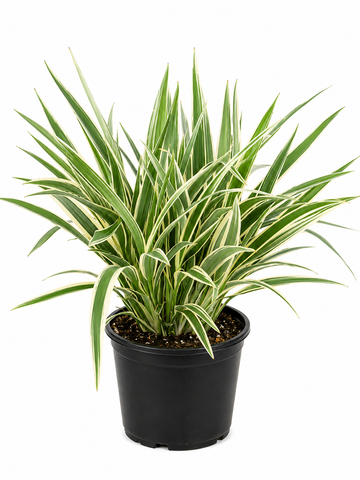 Dianella Plant – Souq Garden Dubai