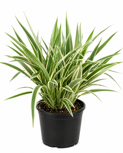 Dianella Plant – Souq Garden Dubai