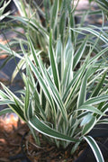 Dianella Plant – Souq Garden Dubai (2)