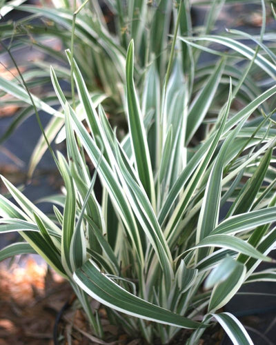 Dianella Plant