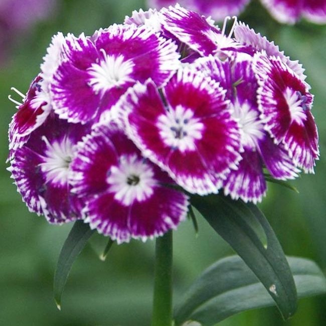 Carnation – Pink and Sweet William