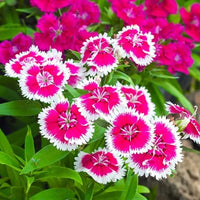 Carnation – Pink and Sweet William