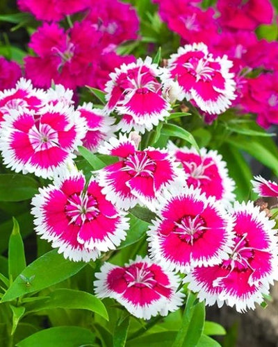 Carnation – Pink and Sweet William
