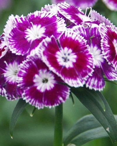 Carnation – Pink and Sweet William