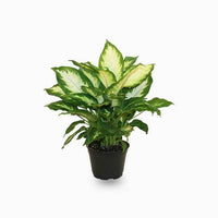 Dieffenbachia Camilla (Dumb Cane Plant)