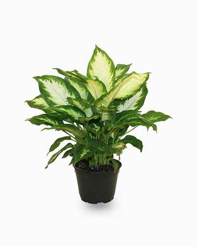 Dieffenbachia Camilla (Dumb Cane Plant)