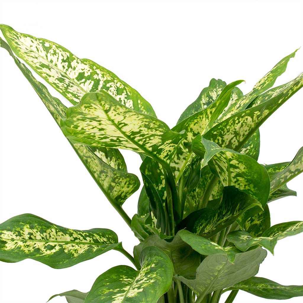 Dieffenbachia Maroba (Dumb Cane)