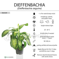 Dieffenbachia Seguine