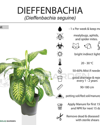 Dieffenbachia Seguine