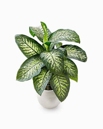 Dieffenbachia Seguine