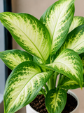 Dieffenbachia Camilla - Souq Garden