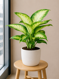 Dieffenbachia Camilla - Souq Garden