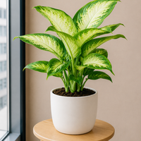 Dieffenbachia Camilla