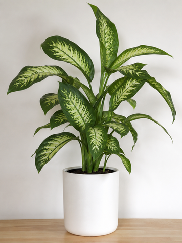Dieffenbachia Seguine - Souq Garden