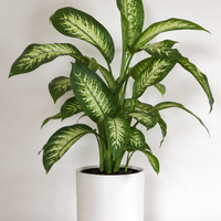 Dieffenbachia Seguine