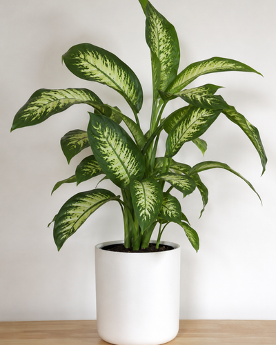 Dieffenbachia Seguine