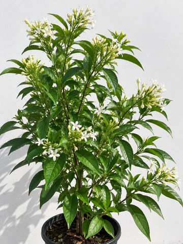 Din Ka Raja Plant
