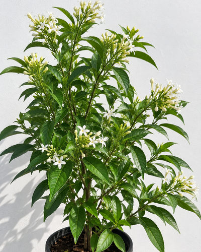 Din Ka Raja Plant