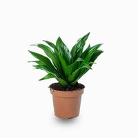 Dracaena Compacta Small