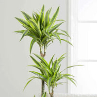 Dracaena Lemon Lime Plant