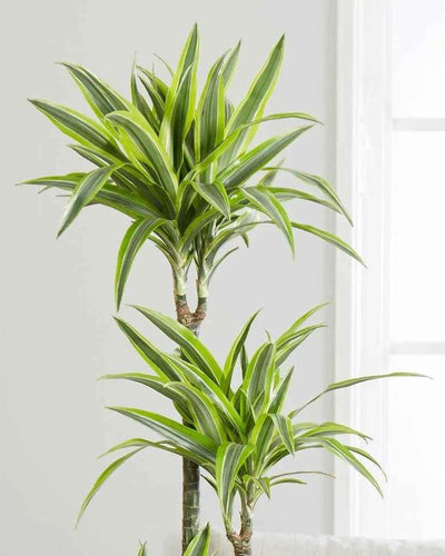 Dracaena Lemon Lime