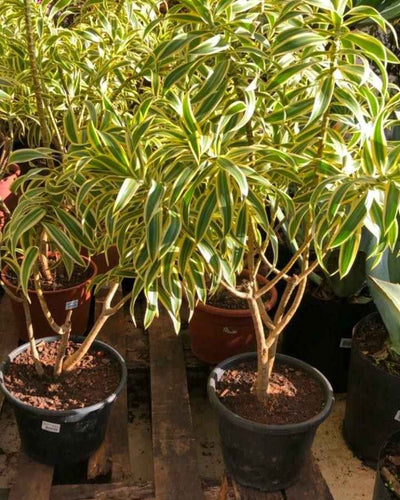 Song of India Dracaena Reflexa