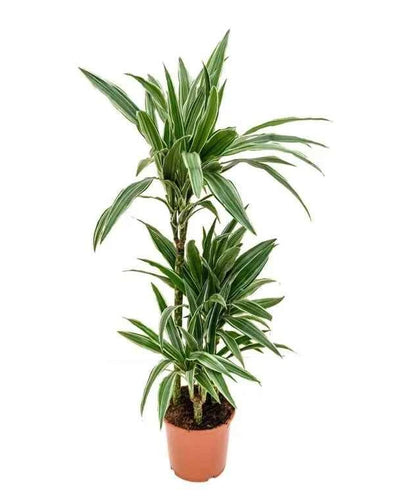 Dracaena Warneckii