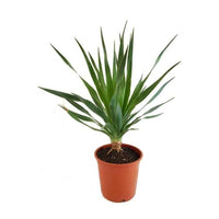 Dracaena Draco - Dragon Tree