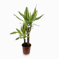 Dracaena Fragrans Yellow Coast