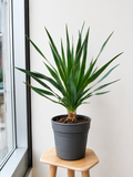 Dracaena Draco - Souq Garden