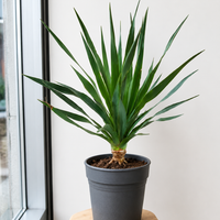 Dracaena Draco