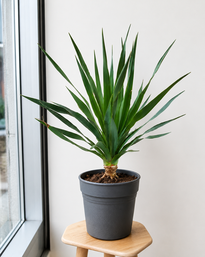 Dracaena Draco