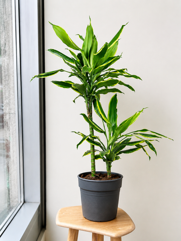 Dracaena Fragrans Golden Coast